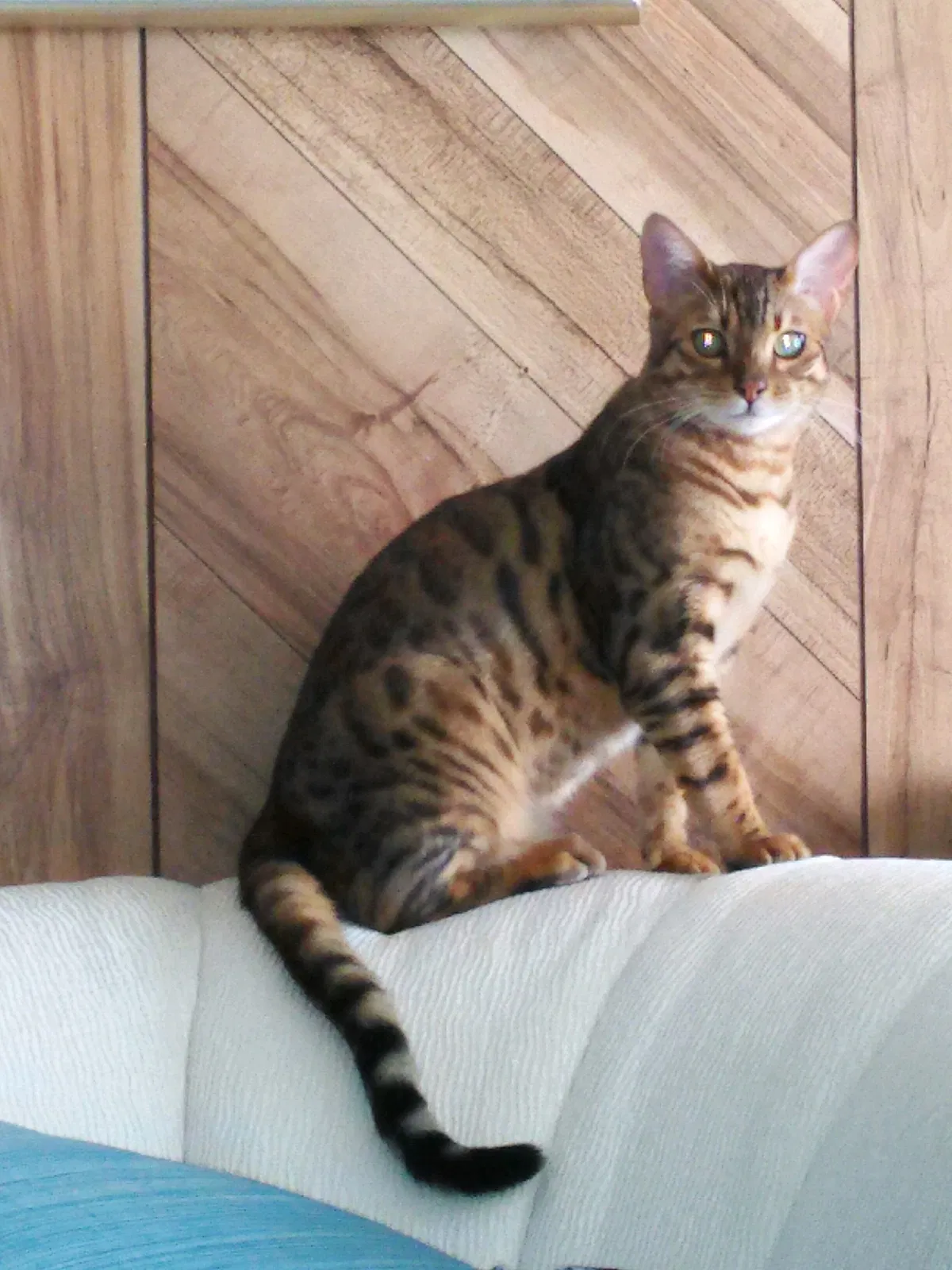 Lost cat in Columbus, OH, 43206