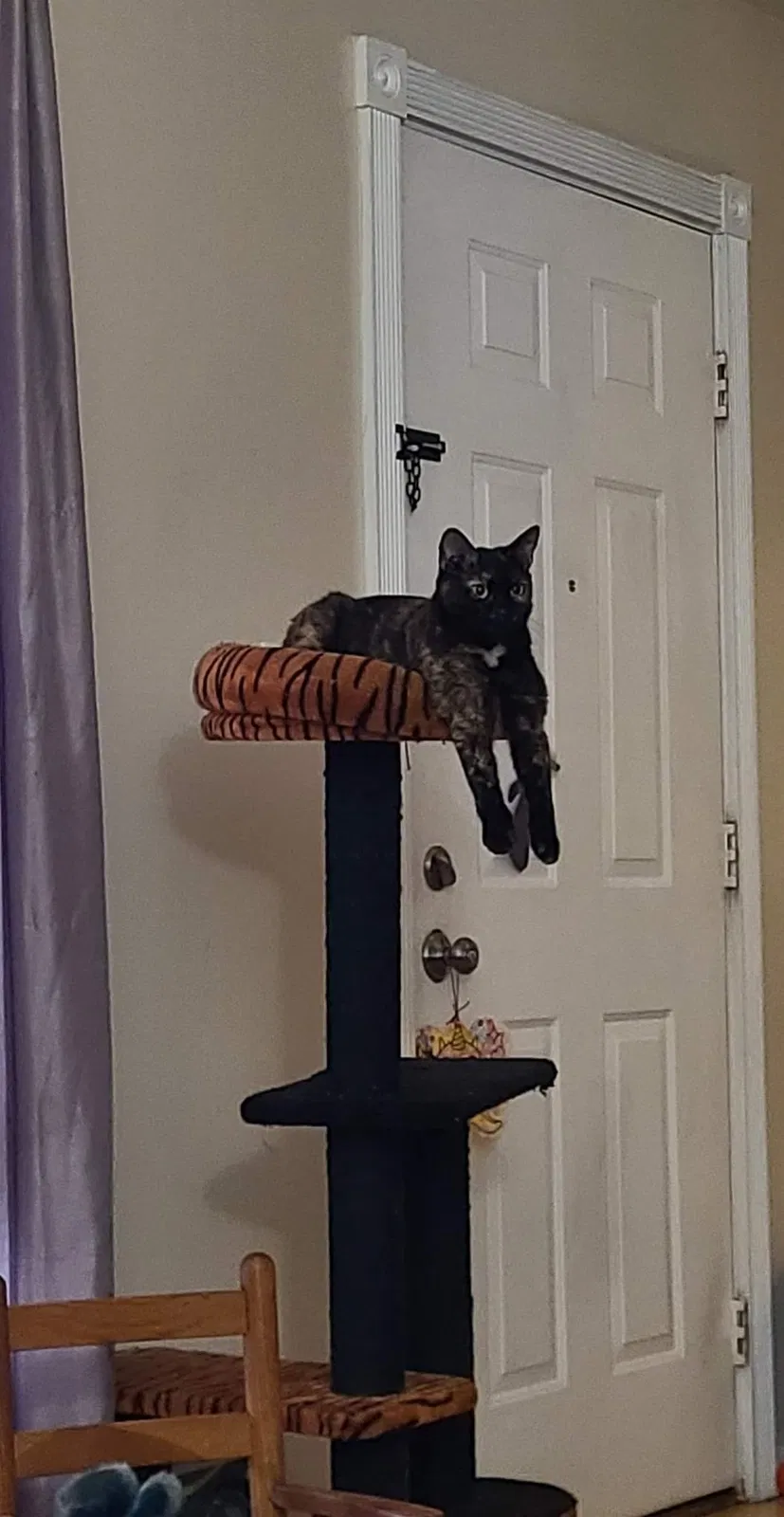Lost cat in Ephrata, PA, 17522