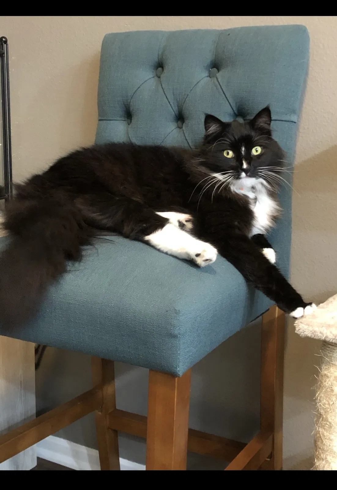 Lost cat in Costa Mesa, CA, 92627