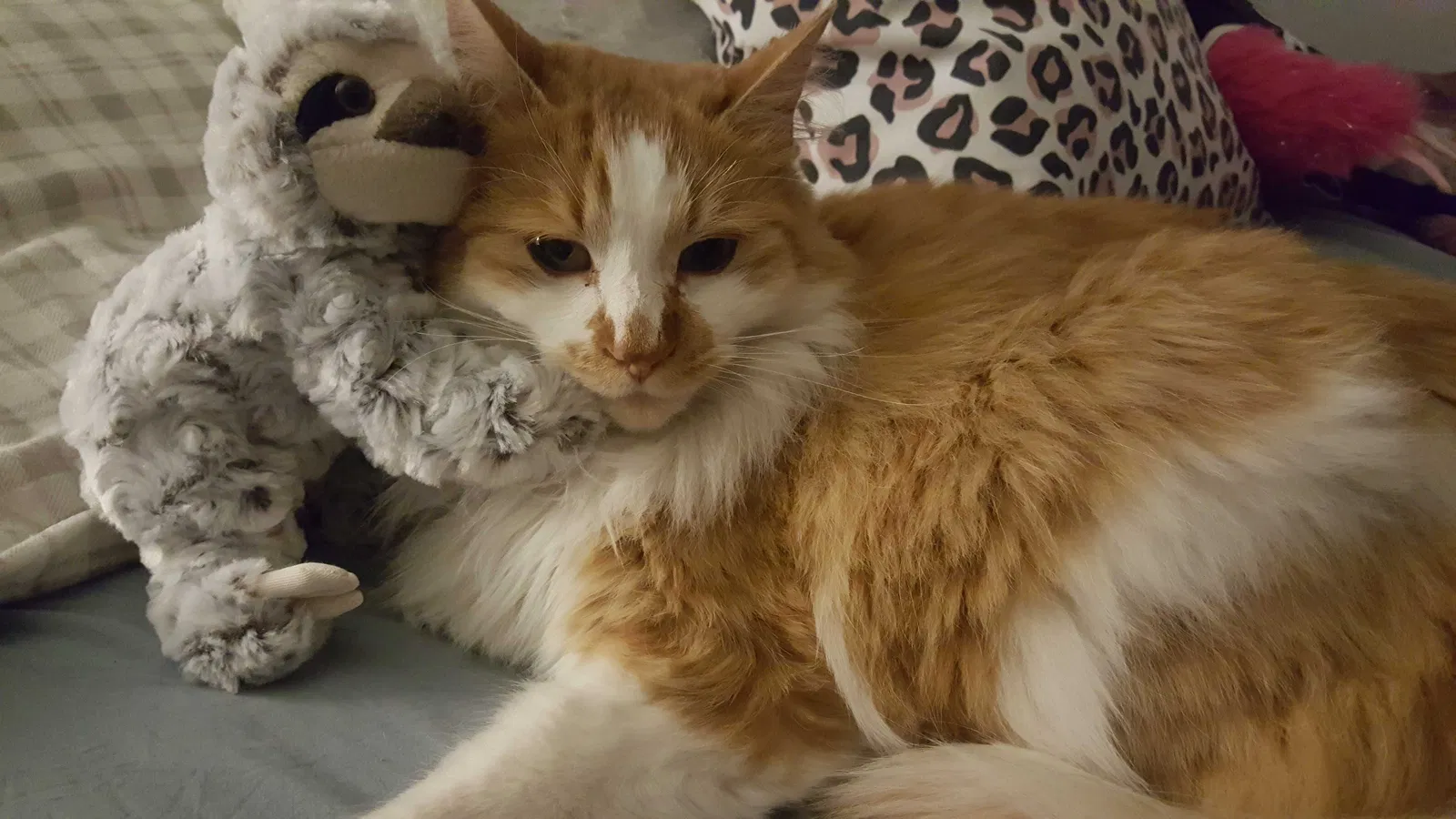 Lost cat in Meridian, ID, 83646