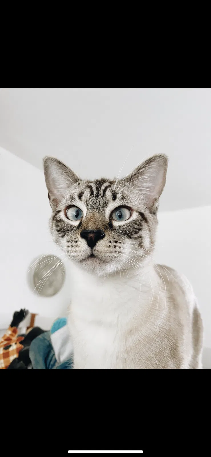 Lost cat in Woodinville, WA, 98077