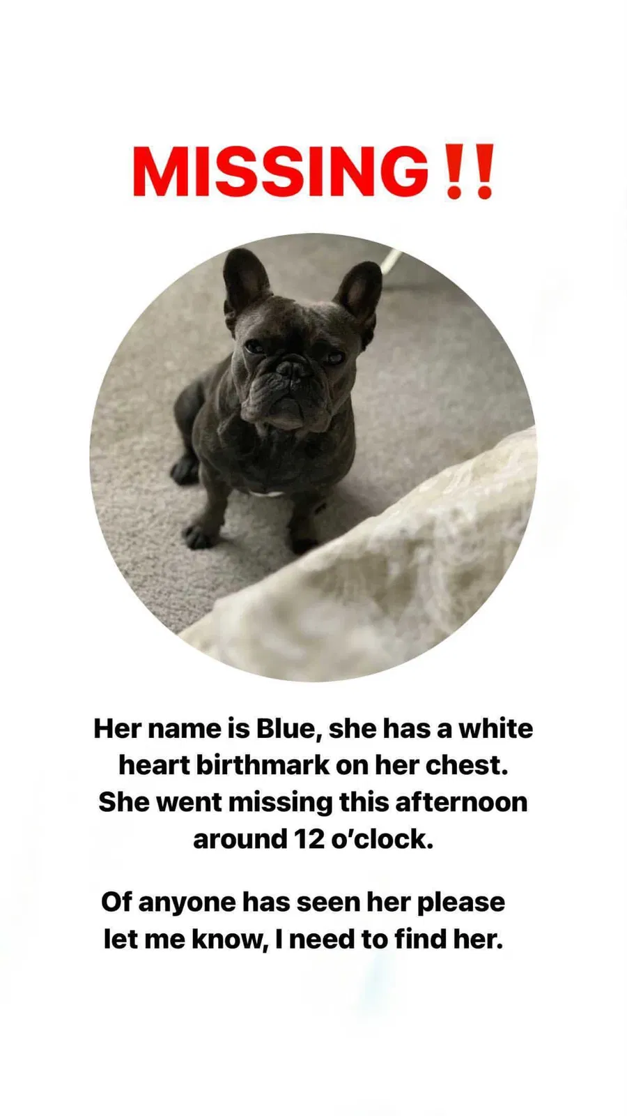 Lost dog in Aubrey, TX, 76227