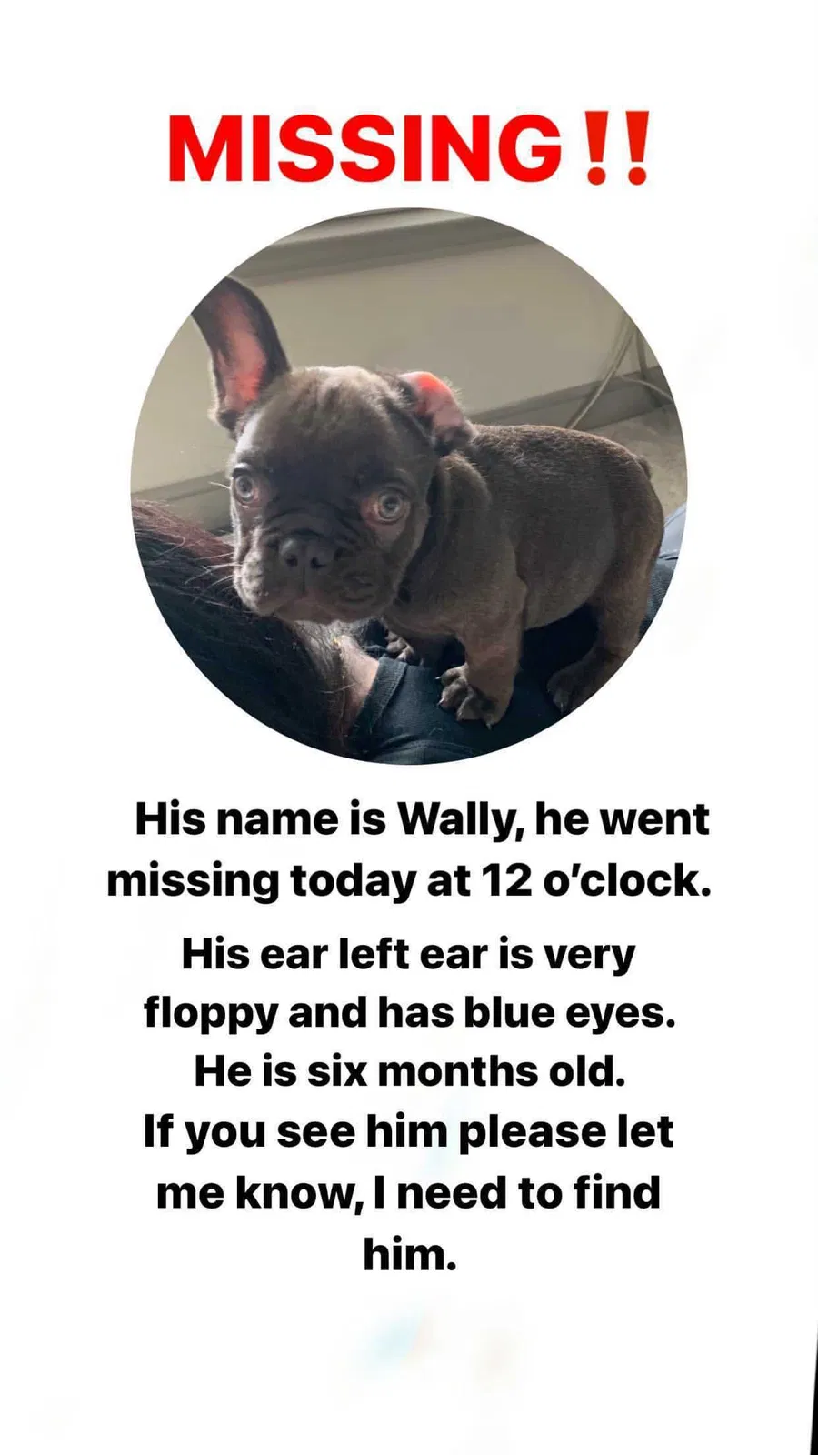 Lost dog in Aubrey, TX, 76227