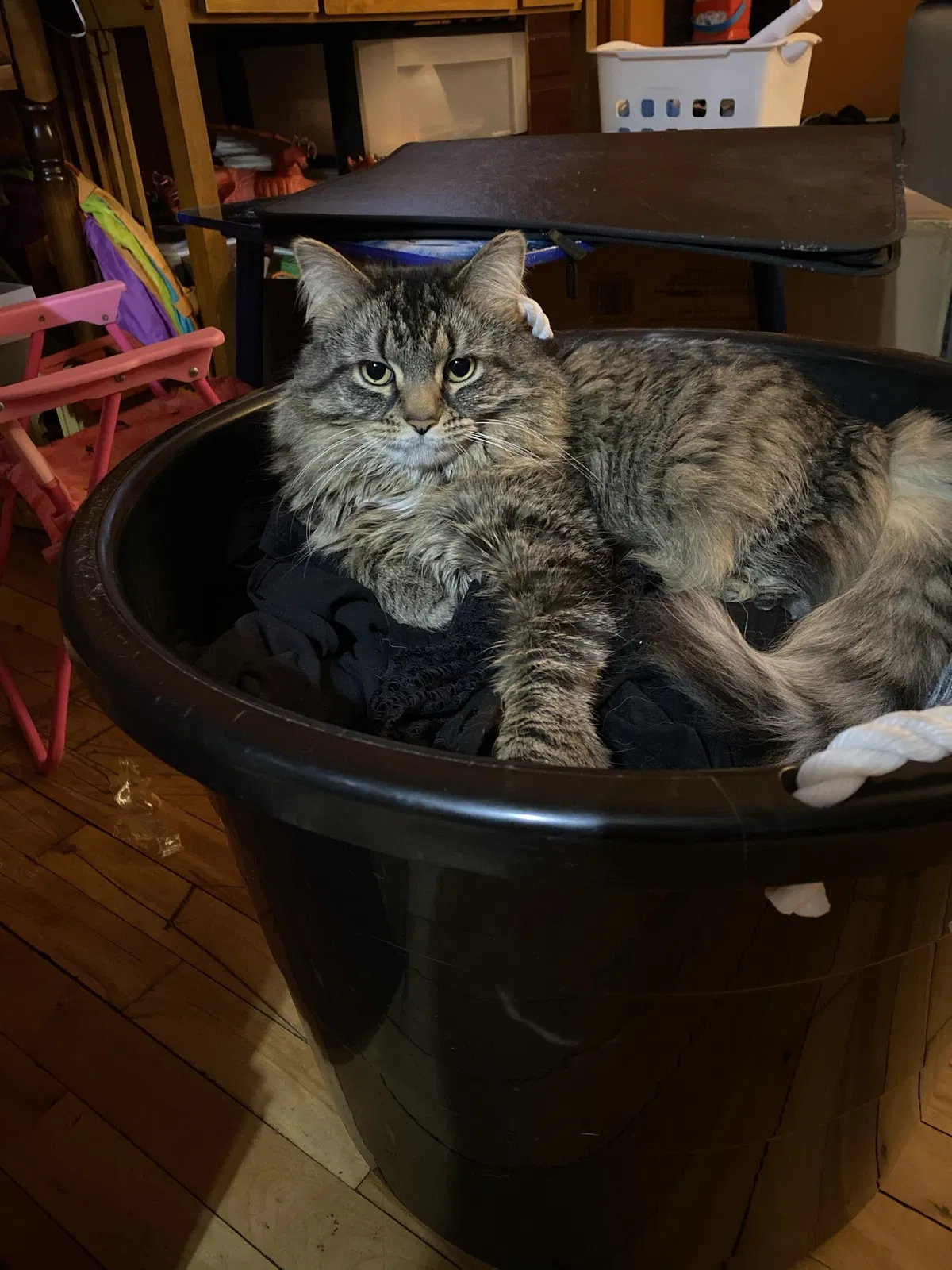 Lost cat in Manchester, NH, 3109