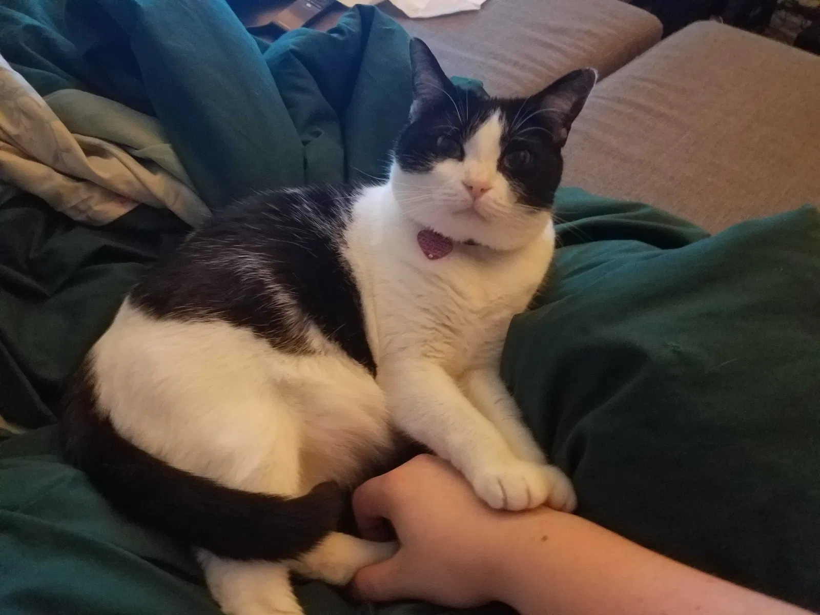 Lost cat in Wylie, TX, 75098