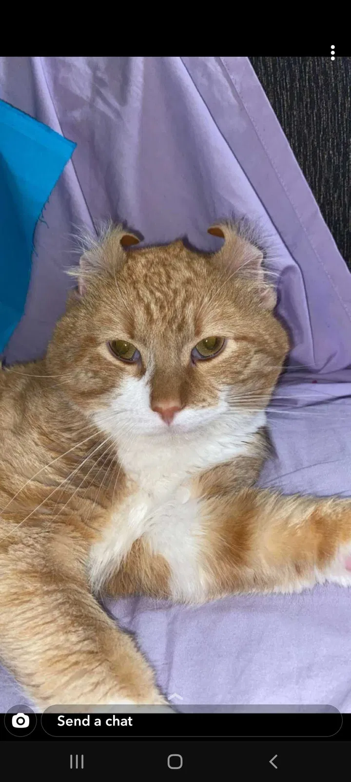 Lost cat in El Paso, TX, 79936