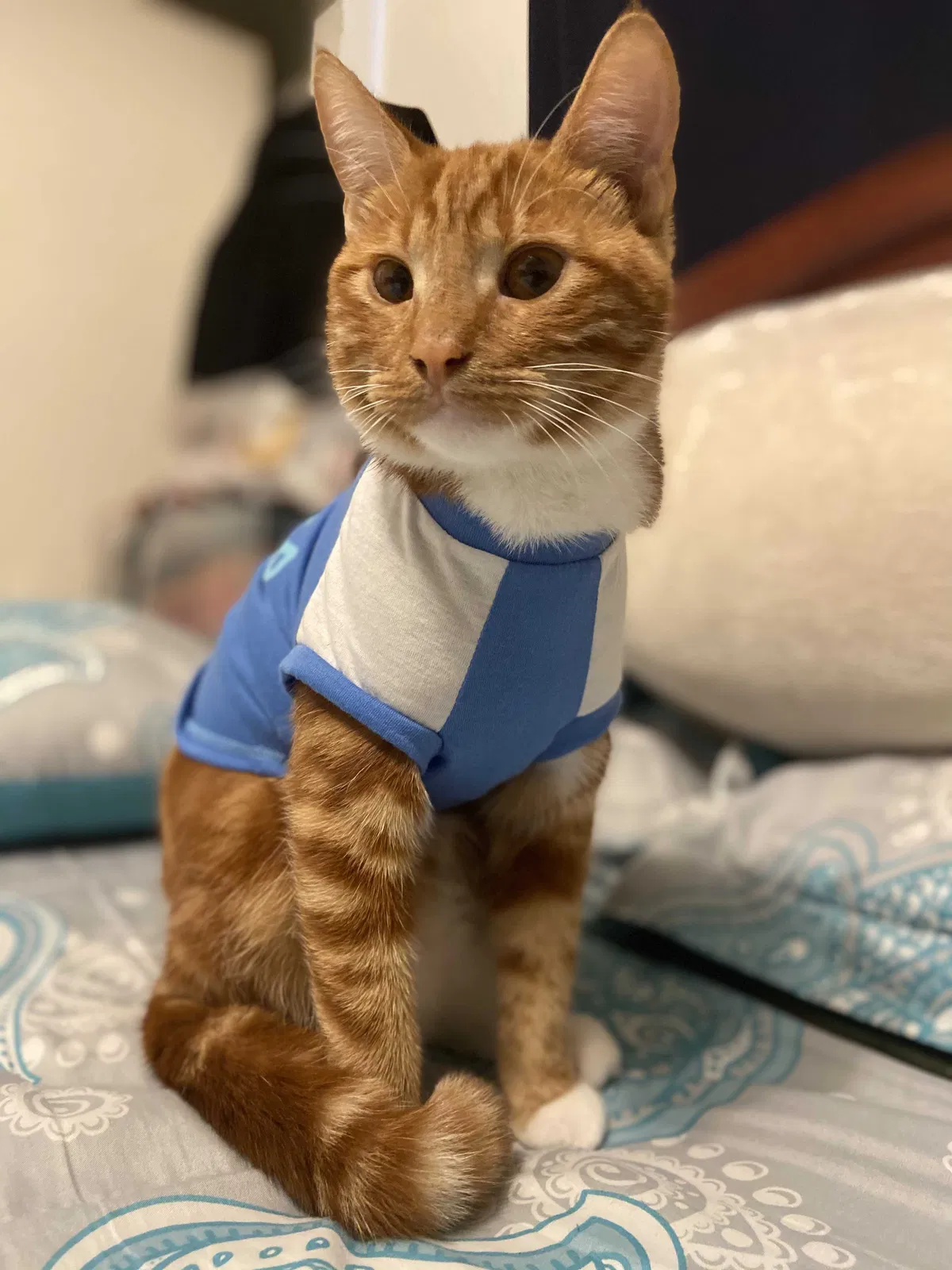 Lost cat in Santa Rosa, CA, 95401