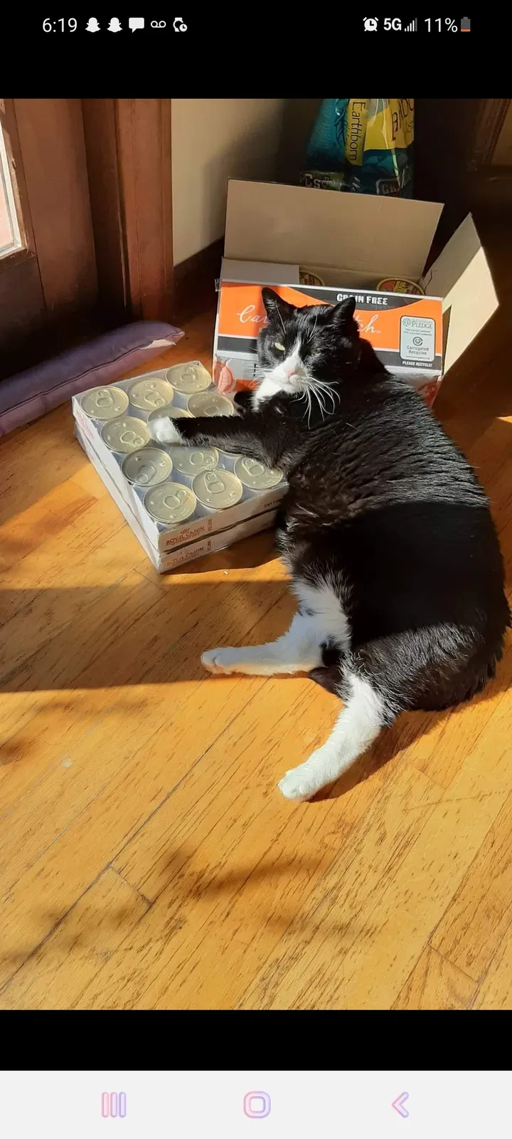 Lost cat in Morris, CT, 6763