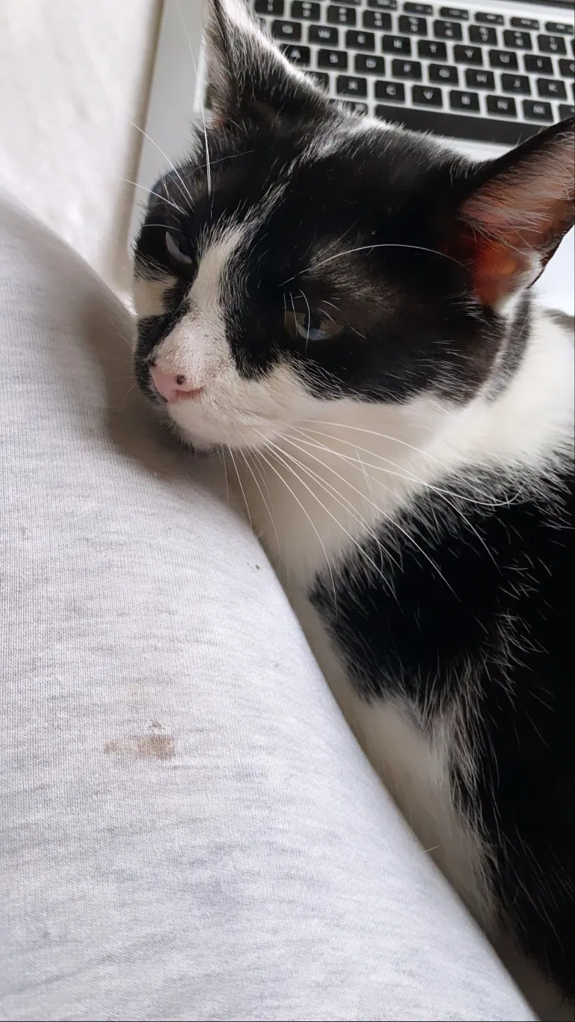 Lost cat in Brooklyn, NY, 11214