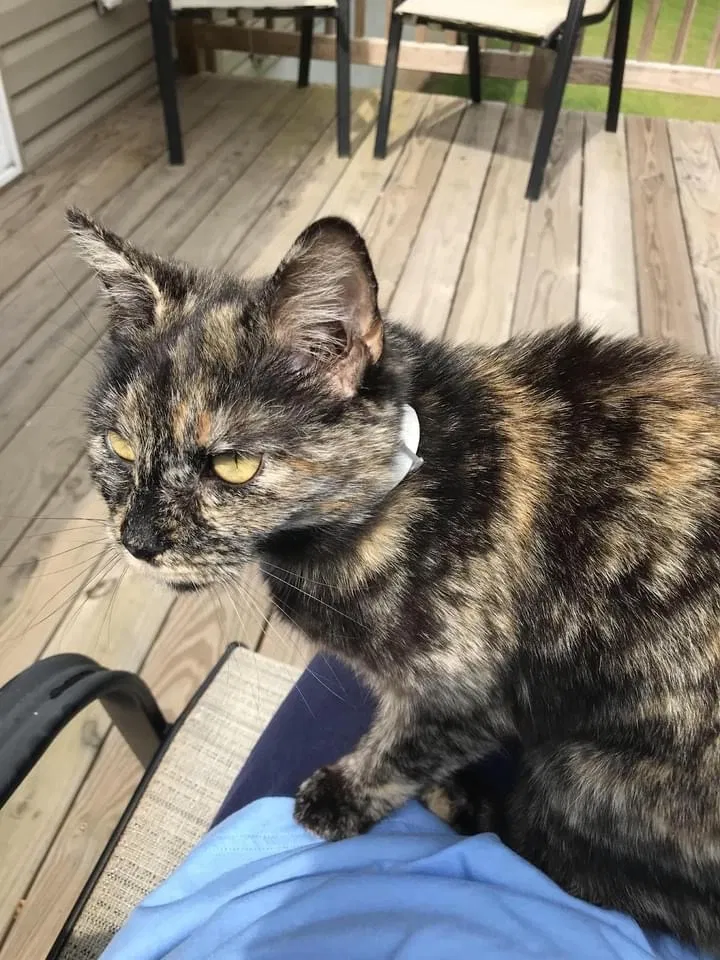 Lost cat in Lenoir, NC, 28645