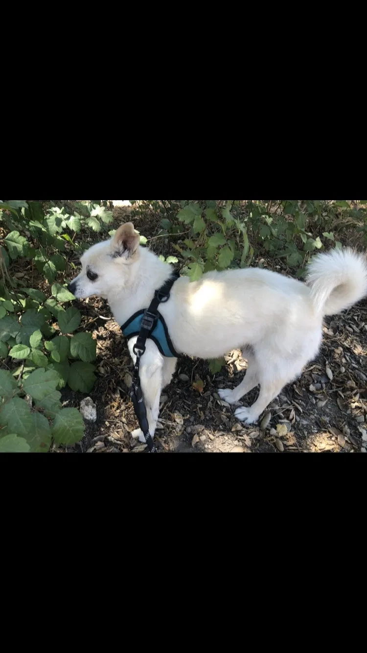 Lost dog in North Hollywood, CA, 91606