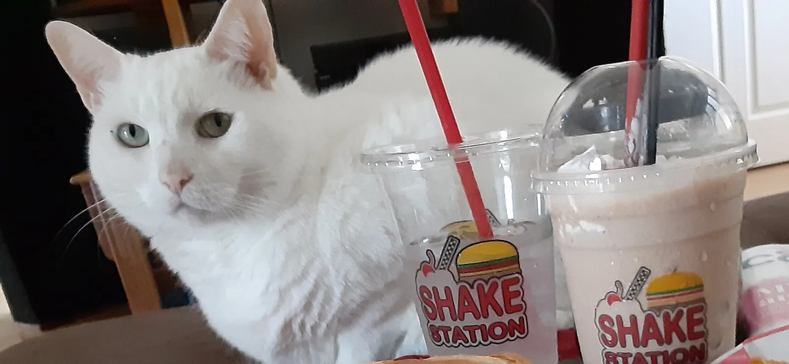 Lost cat in Spring Hill, FL, 34610