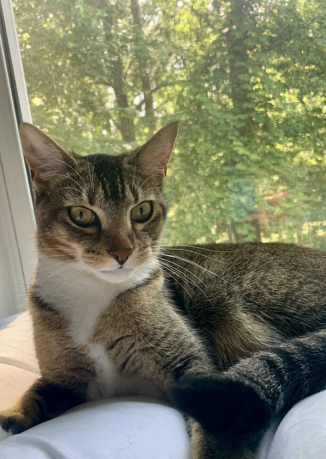 Lost cat in Huntsville, AL, 35801