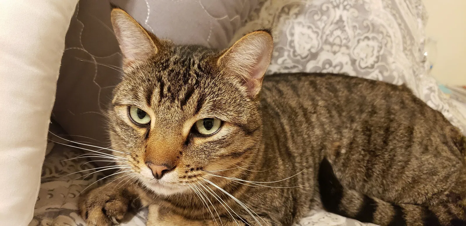 Lost cat in San Bernardino, CA, 92407