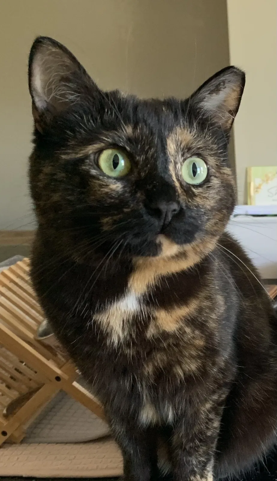Lost cat in Charlotte, NC, 28207