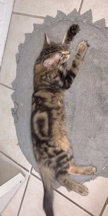 Lost cat in Lubbock, TX, 79416