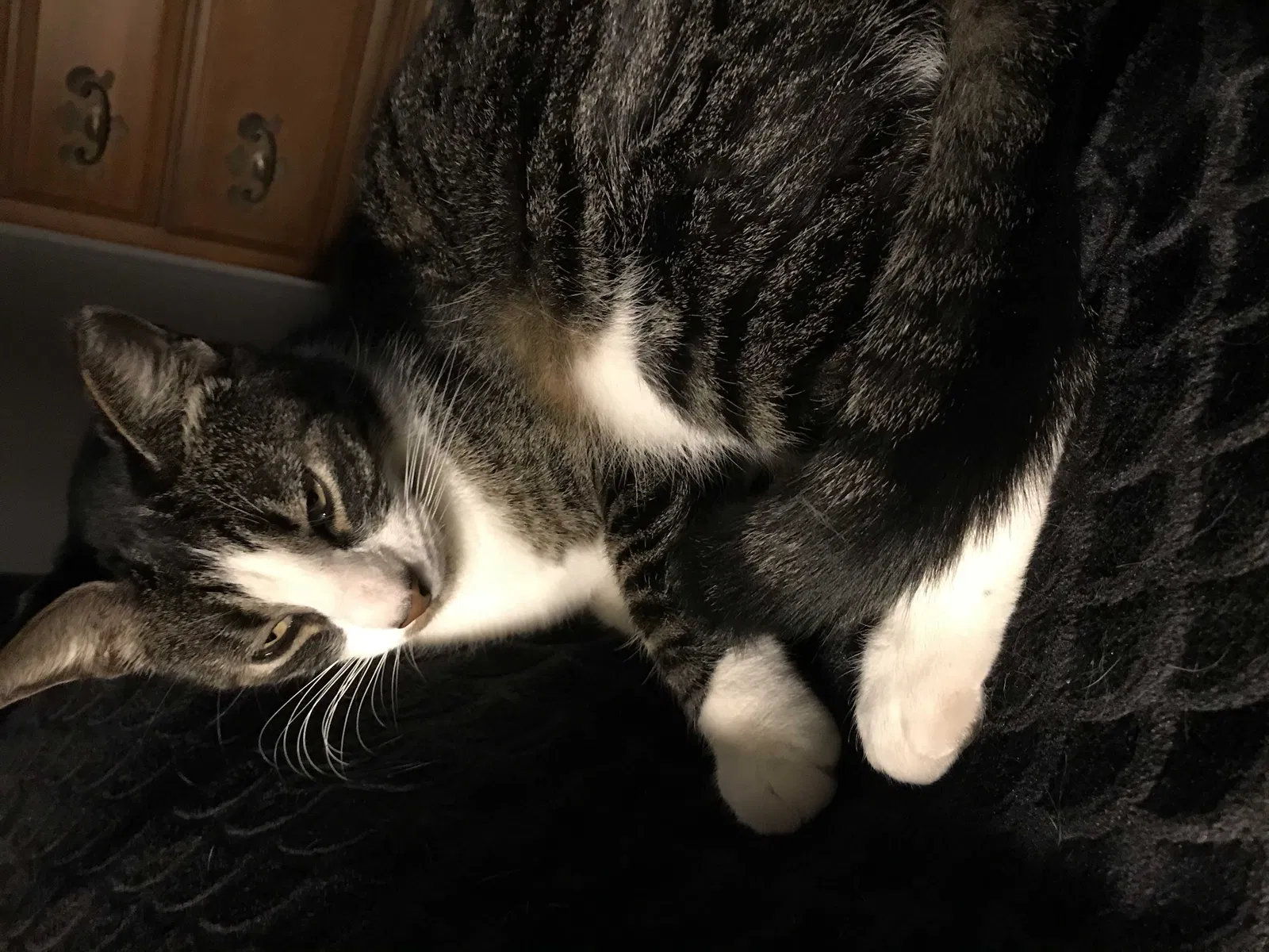 Lost cat in Brooklyn, MD, 21225