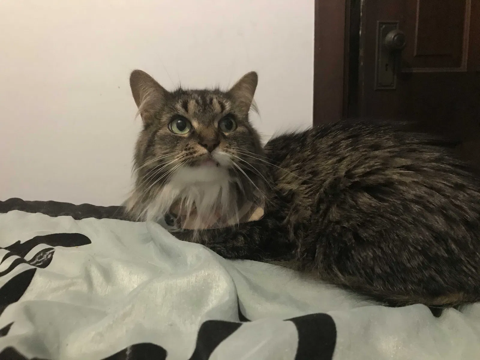 Lost cat in Burlington, WI, 53105