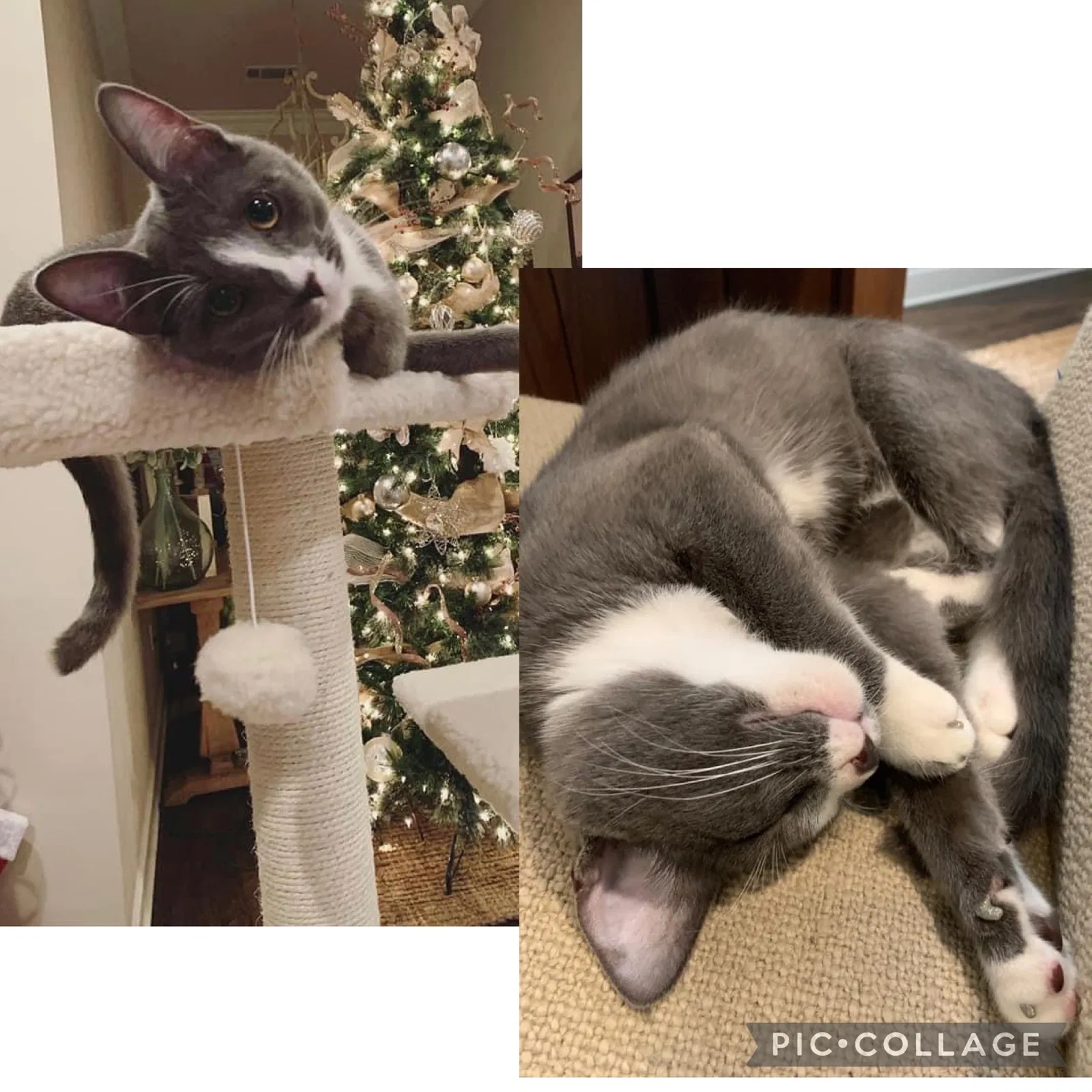 Lost cat in Ponchatoula, LA, 70454