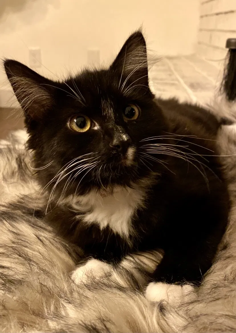 Lost cat in Fair Oaks, CA, 95628