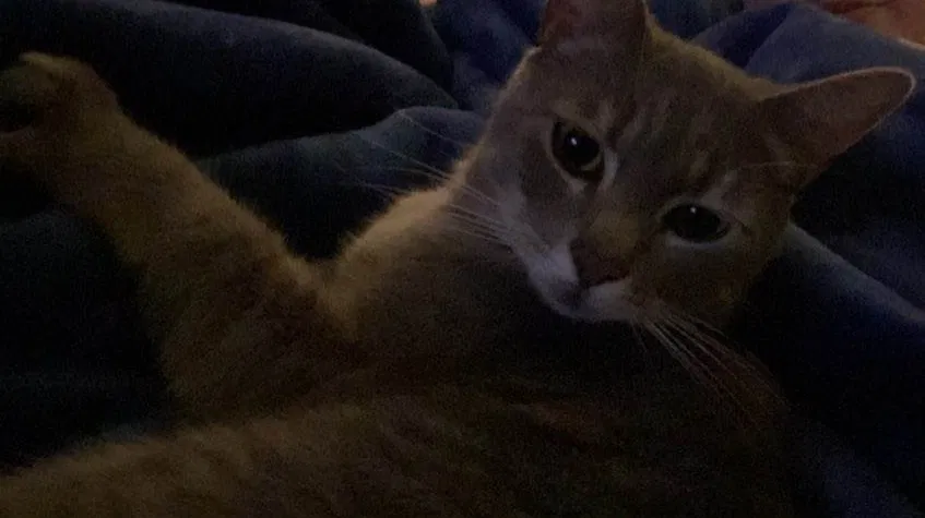 Lost cat in Gresham, OR, 97080