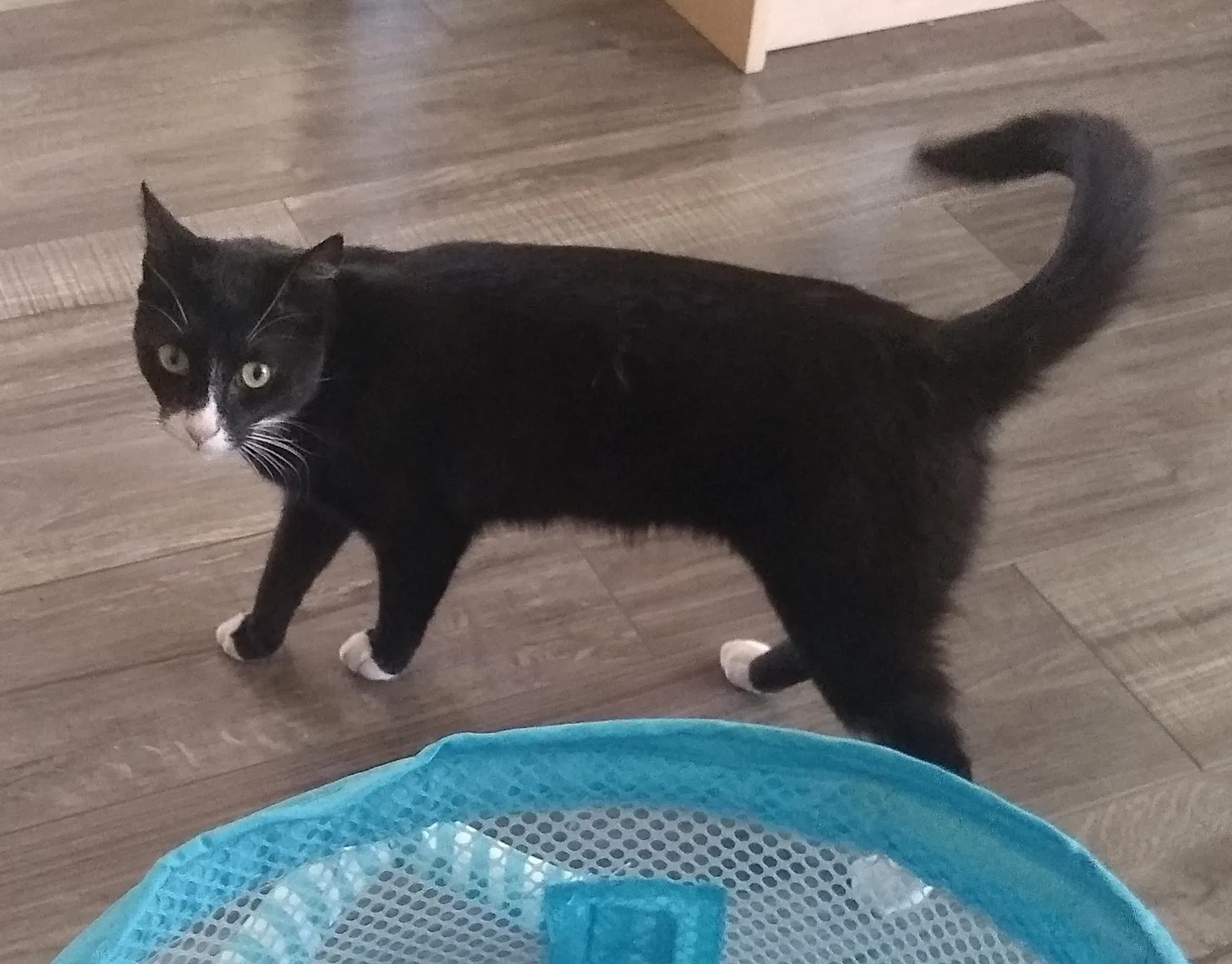 Lost cat in El Cerrito, CA, 94530