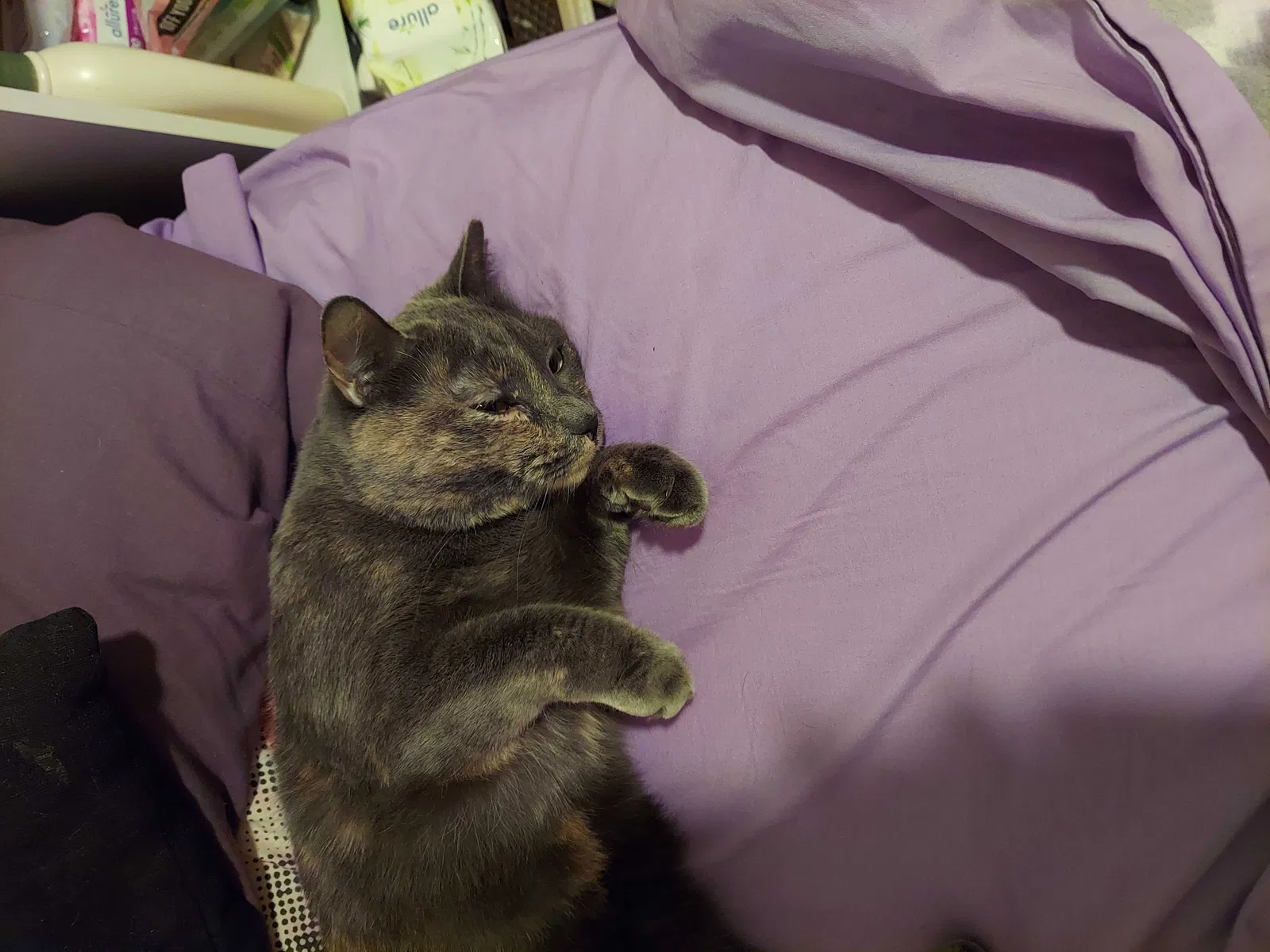 Lost cat in Chandler, AZ, 85286