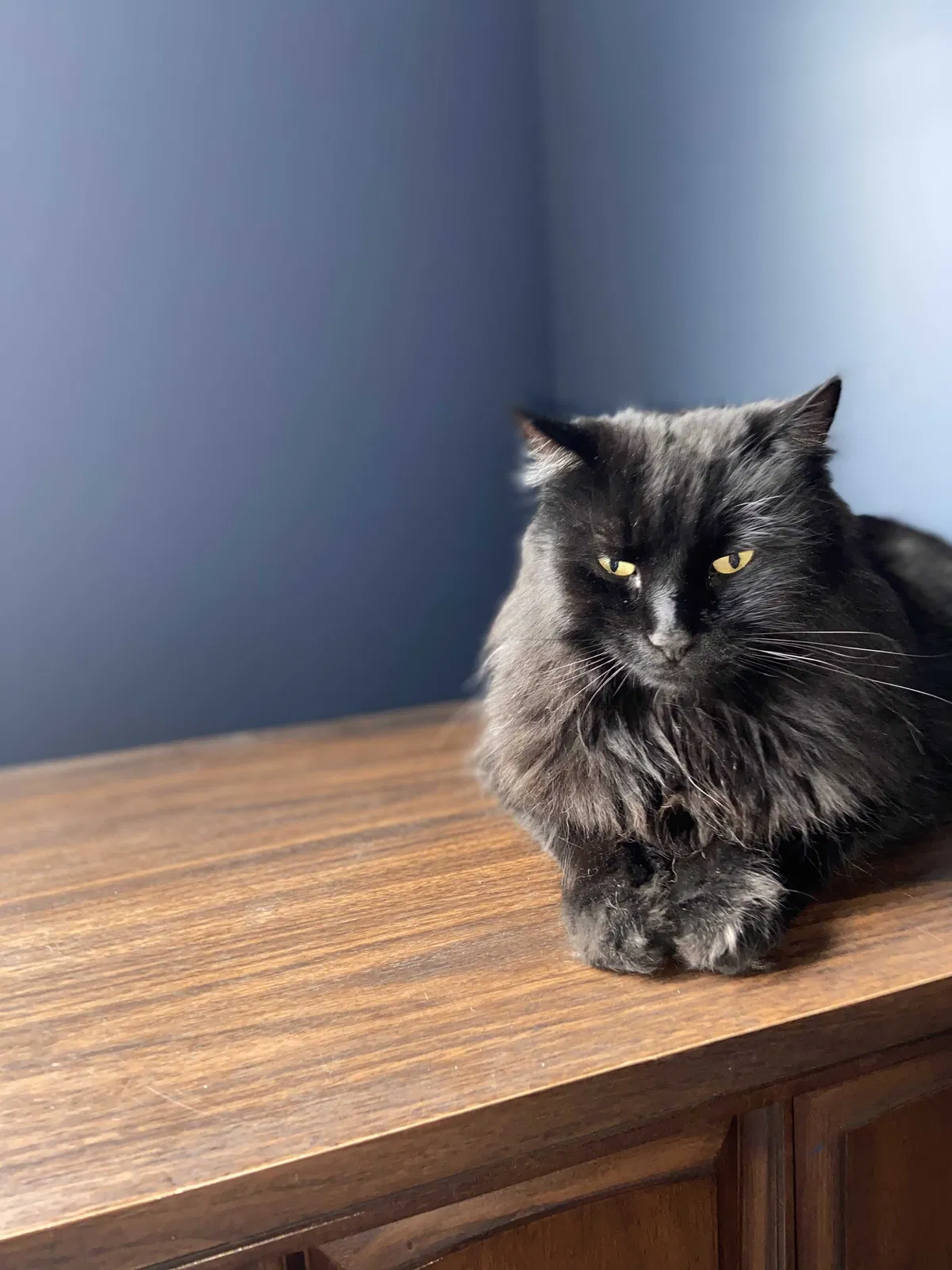 Lost cat in Reading, PA, 19608