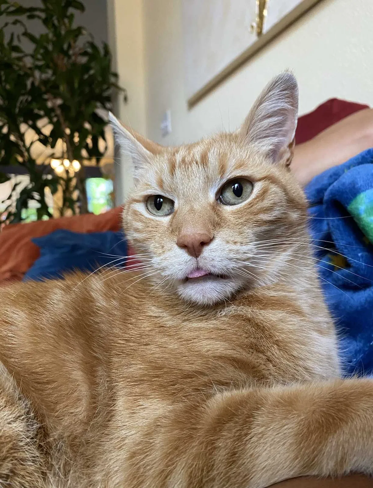 Lost cat in Reno, NV, 89521