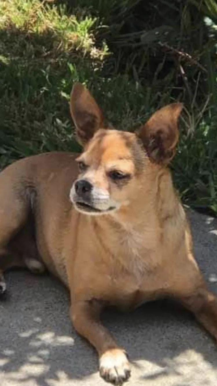 Lost dog in La Verne, CA, 91750