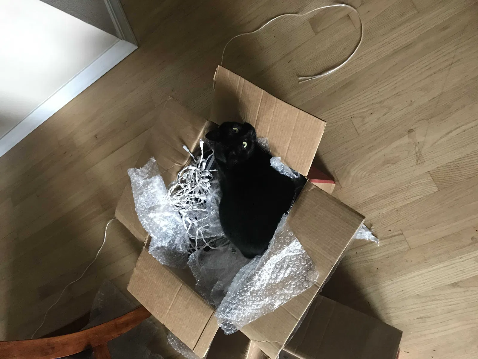Lost cat in Happy Valley, OR, 97086