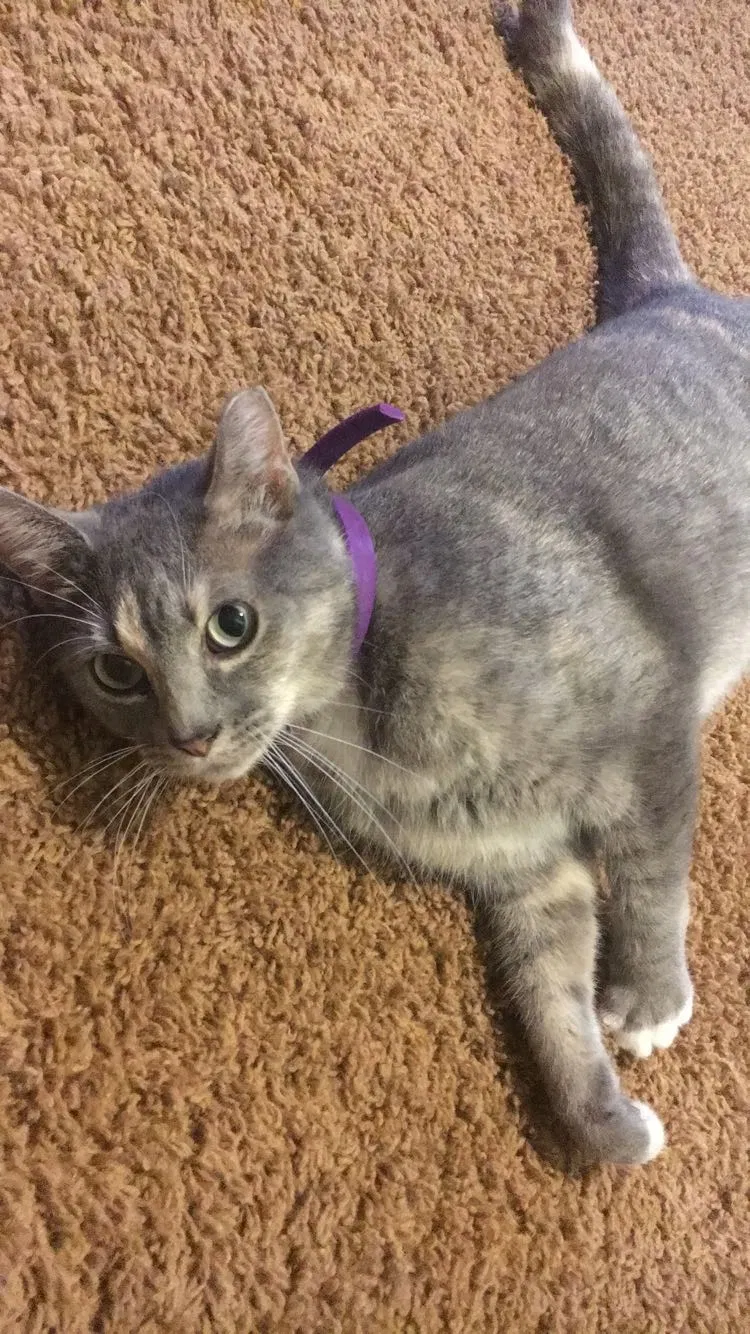 Lost cat in Strafford, MO, 65757