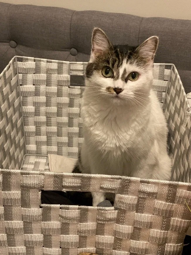 Lost cat in Cincinnati, OH, 45227
