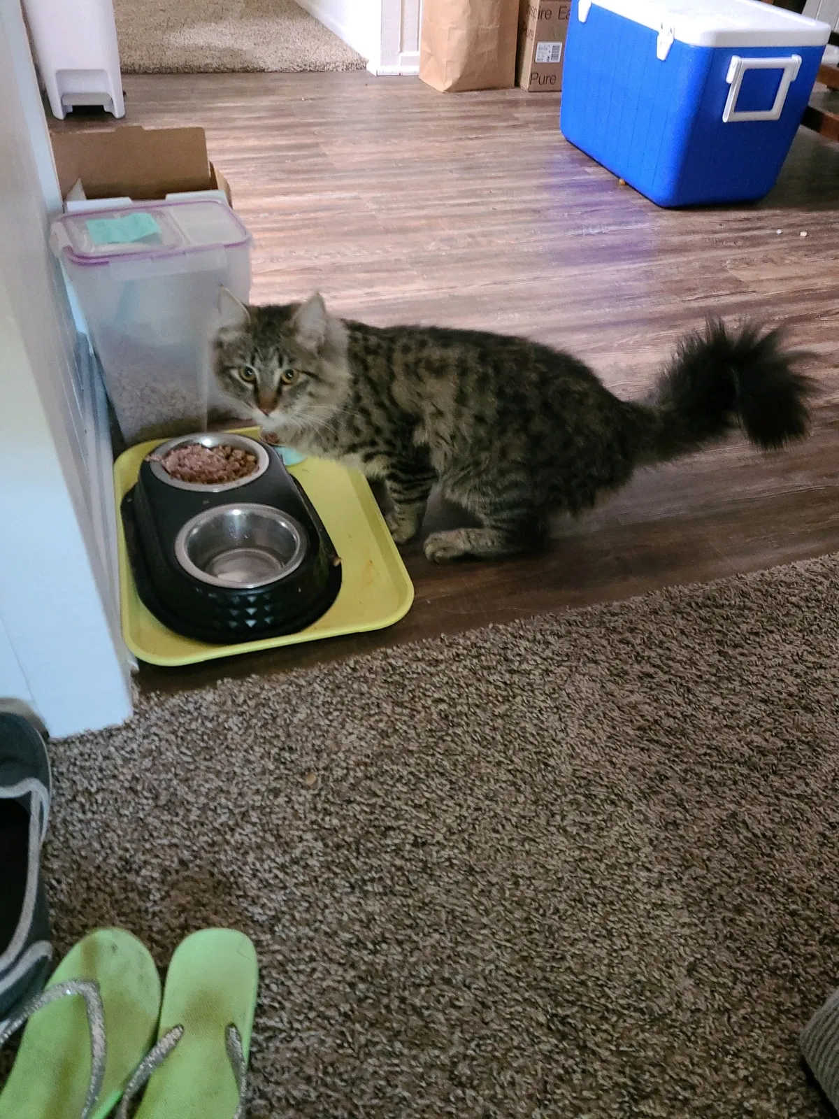 Lost cat in Laguna Hills, CA, 92653