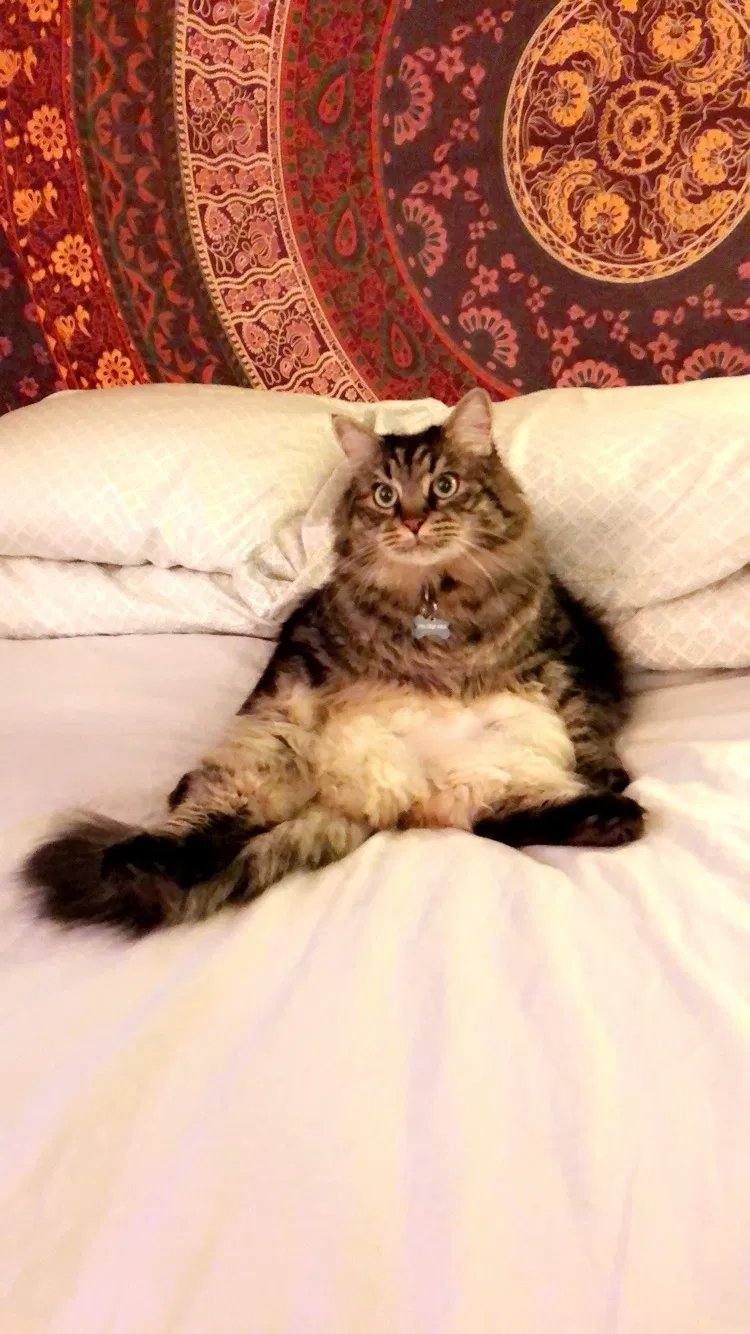 Lost cat in Arvada, CO, 80003