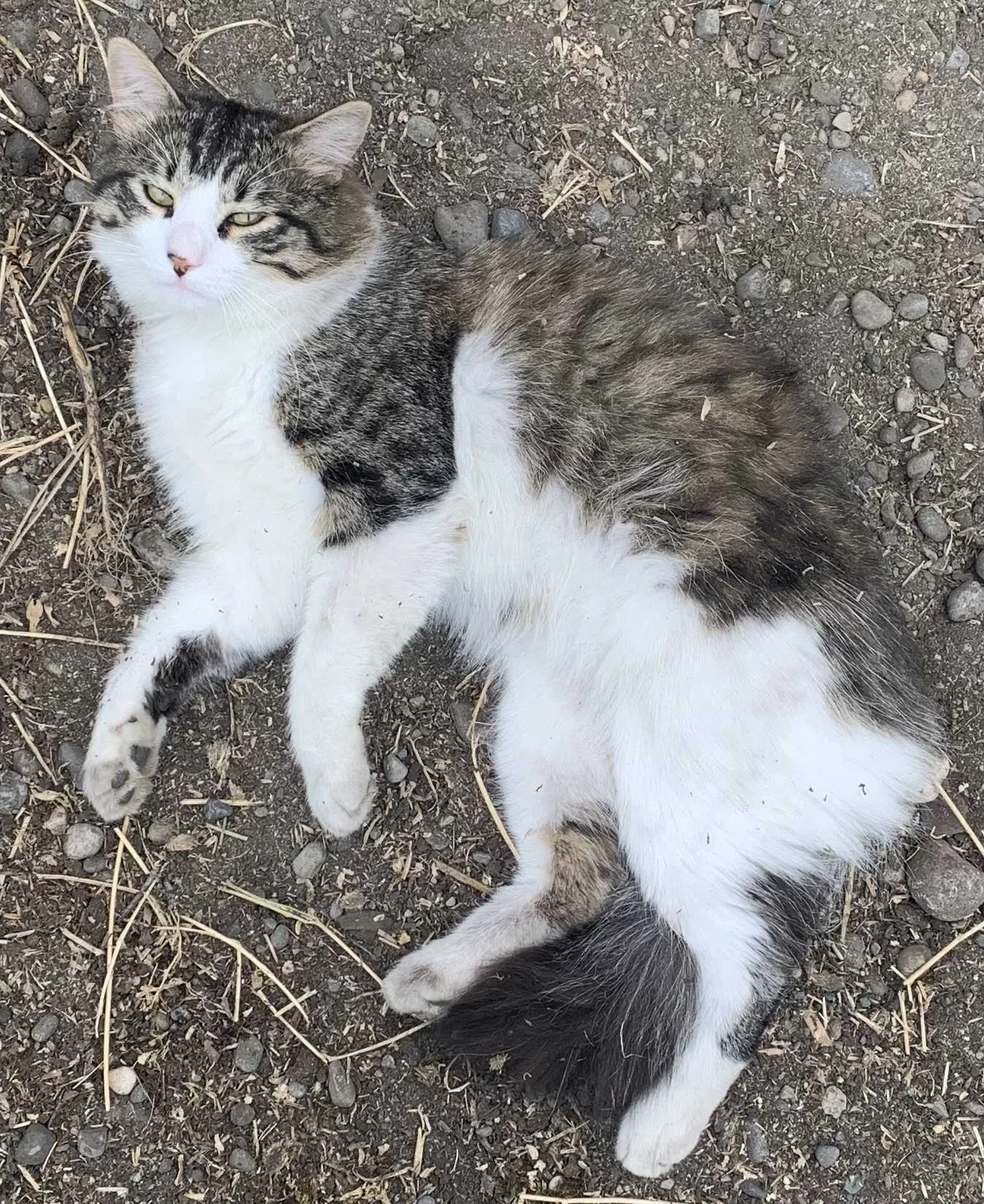 Lost cat in Graham, WA, 98338