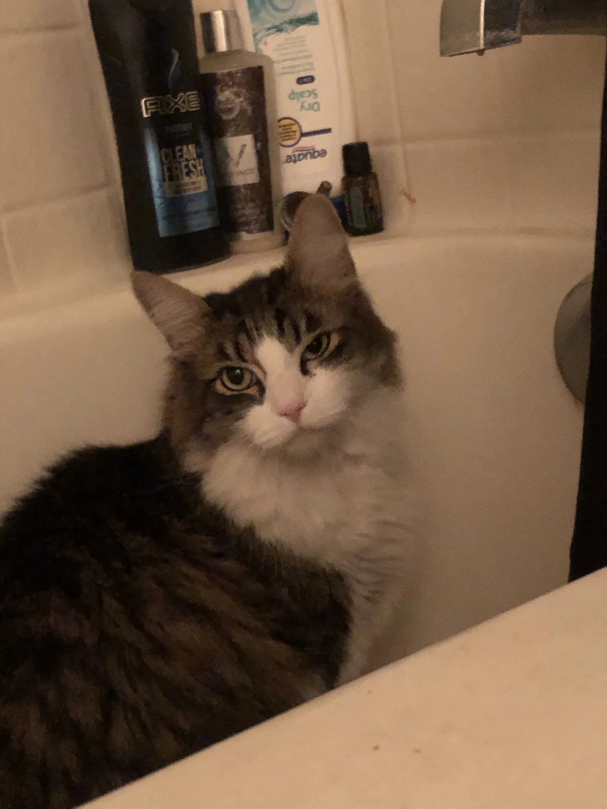 Lost cat in Chowchilla, CA, 93610
