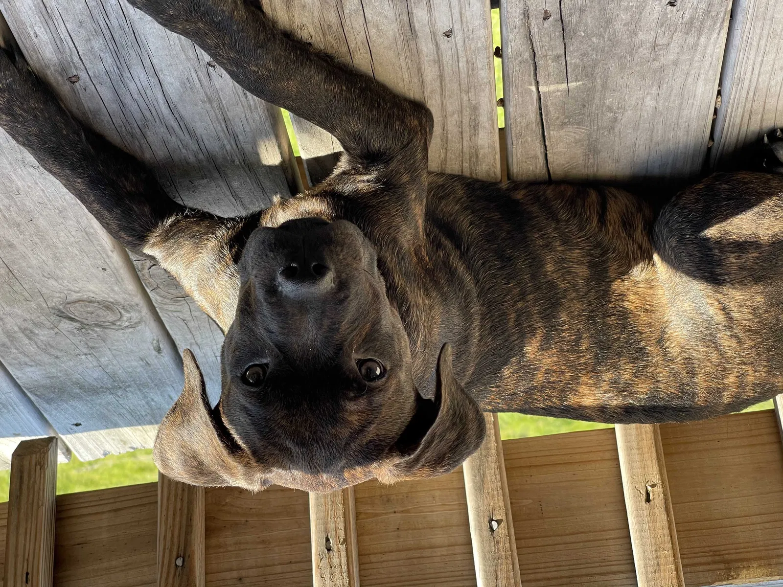 Lost dog in Chicago, IL, 60649