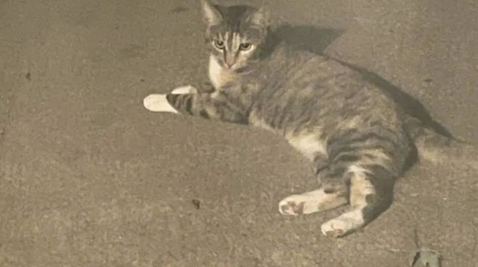 Lost cat in Kansas City, MO, 64152