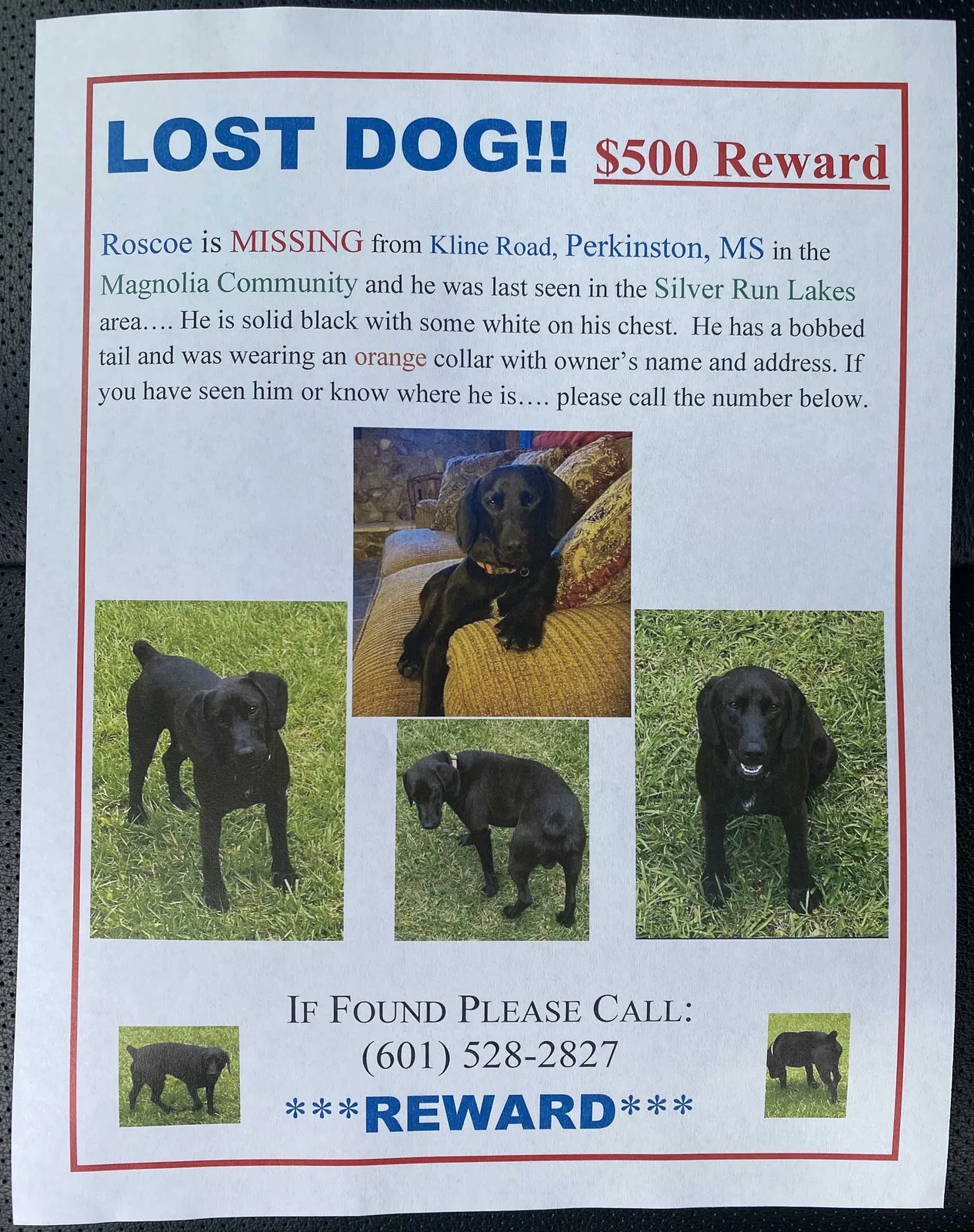 Lost dog in Perkinston, MS, 39573