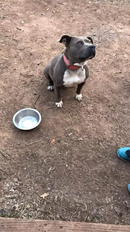 Lost dog in Lawton, OK, 73507
