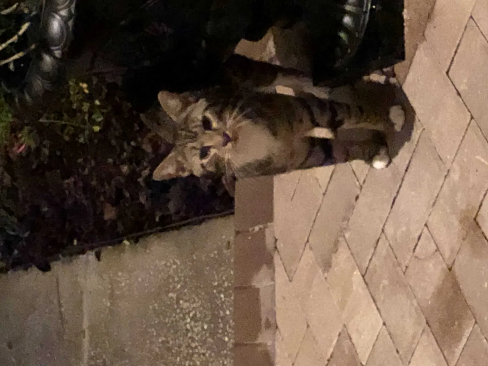 Found cat in Tampa, FL, 33647