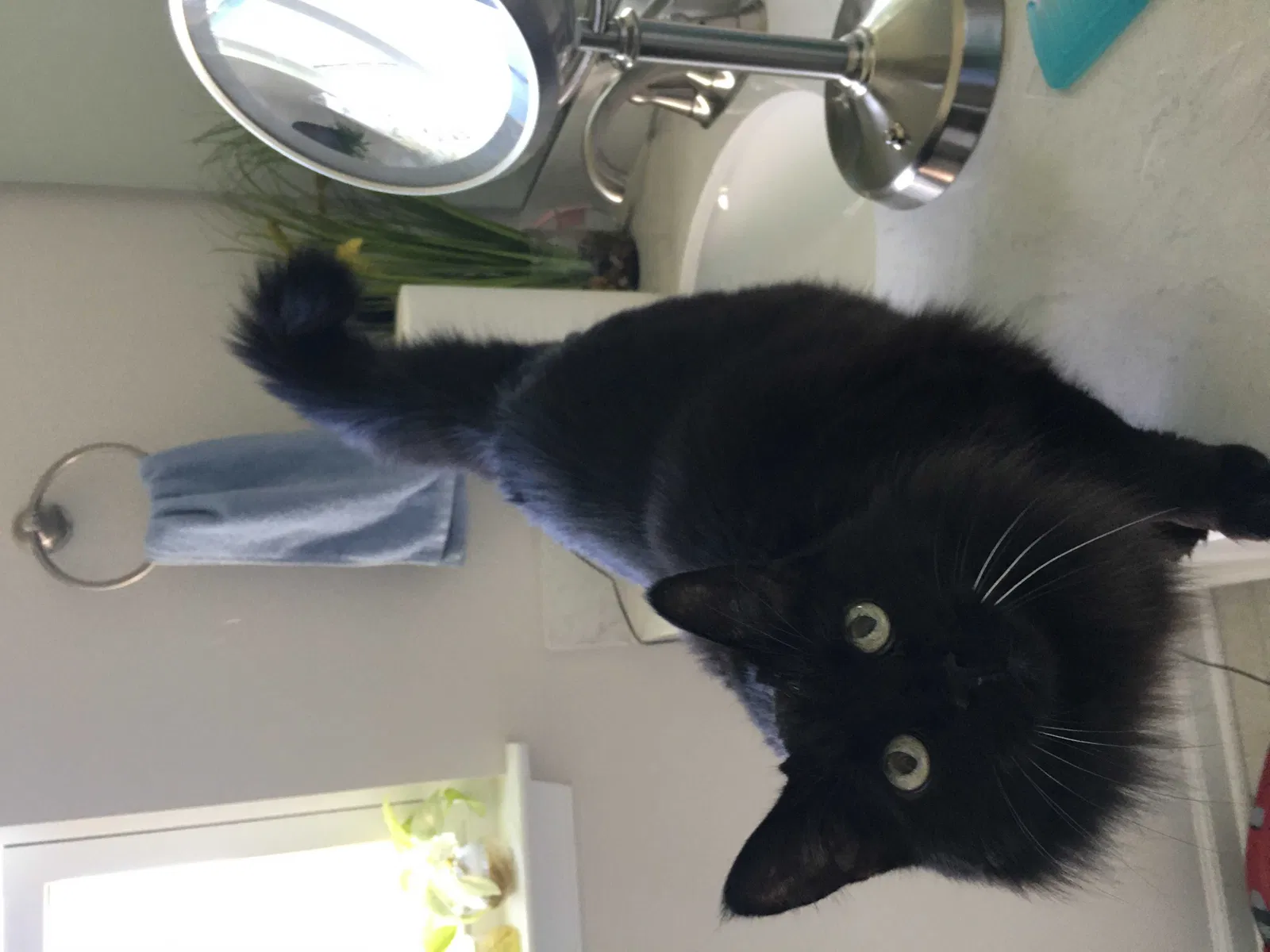 Lost cat in Lewis Center, OH, 43035