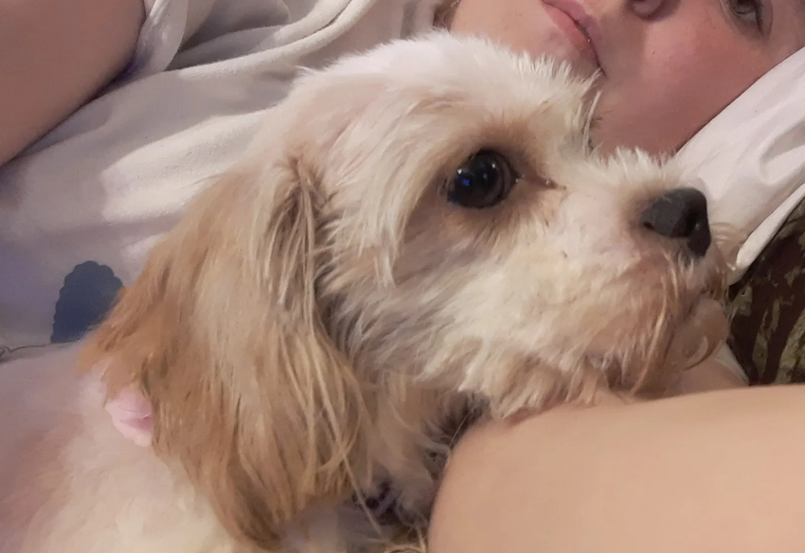 Lost dog in Bellville, OH, 44813