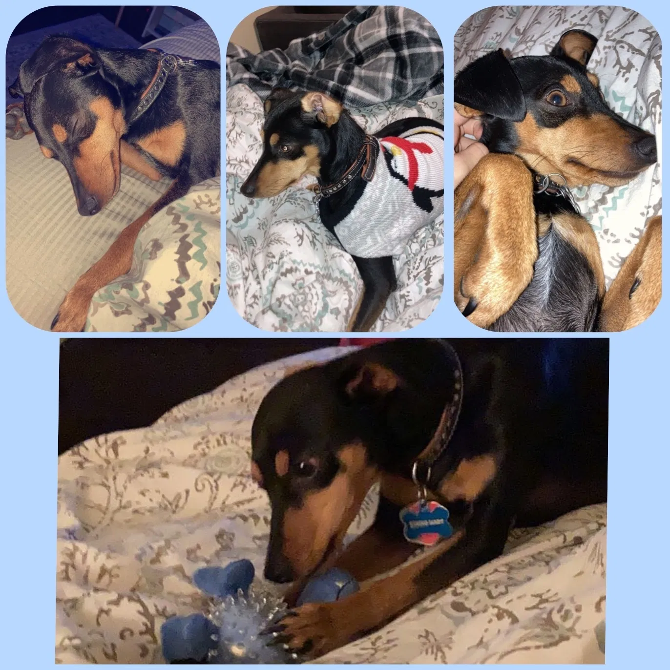 Lost dog in Slidell, LA, 70461
