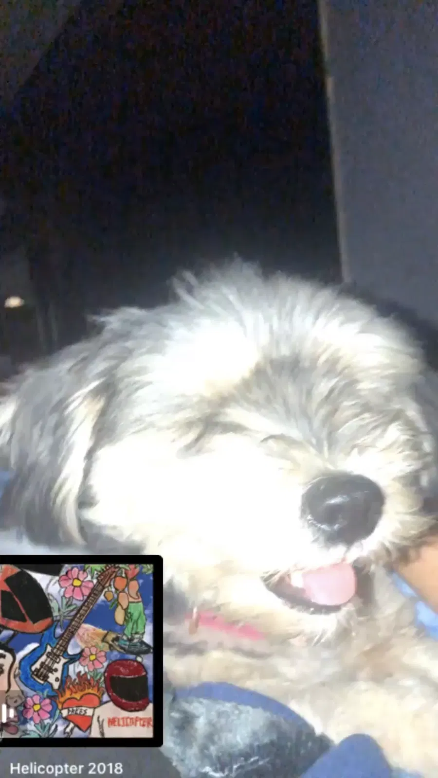 Lost dog in South Gate, CA, 90280