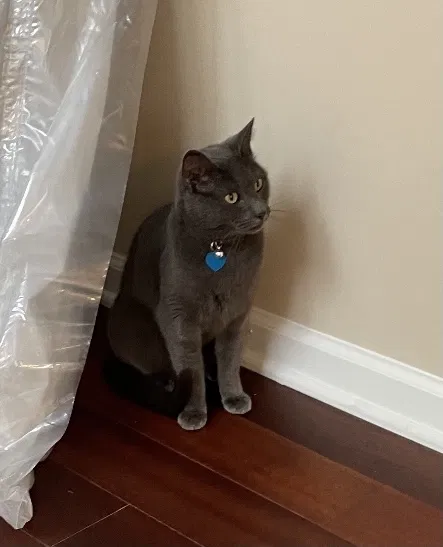 Lost cat in Cary, NC, 27519