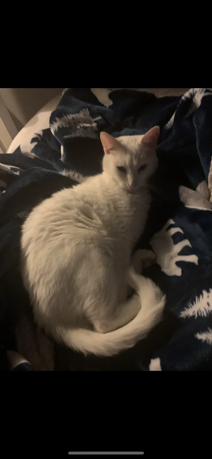 Lost cat in Omaha, NE, 68136