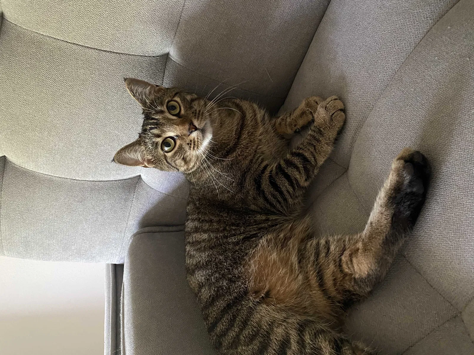Lost cat in Oreland, PA, 19075