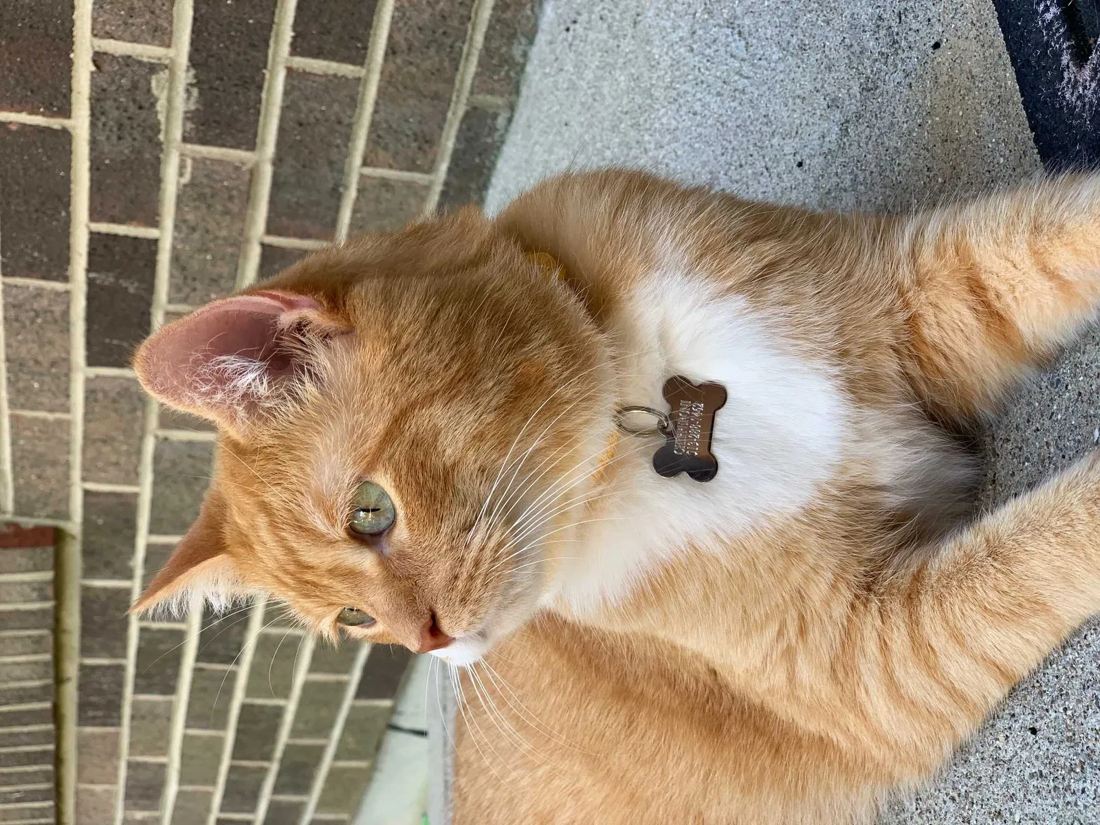 Lost cat in Cincinnati, OH, 45242